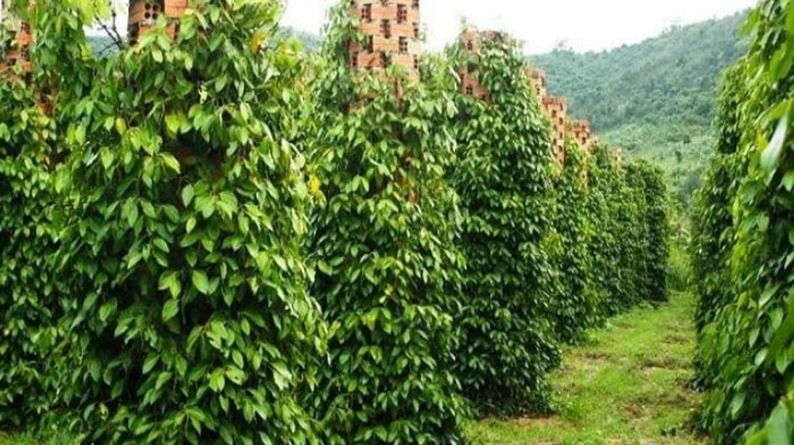 Tour Phú Quốc 3N2Đ: Từ HCM - Phú Quốc - Câu Cá - Lặn Ngắm San Hô, VMB khứ hồi + Khách sạn 3* - Image - 6194