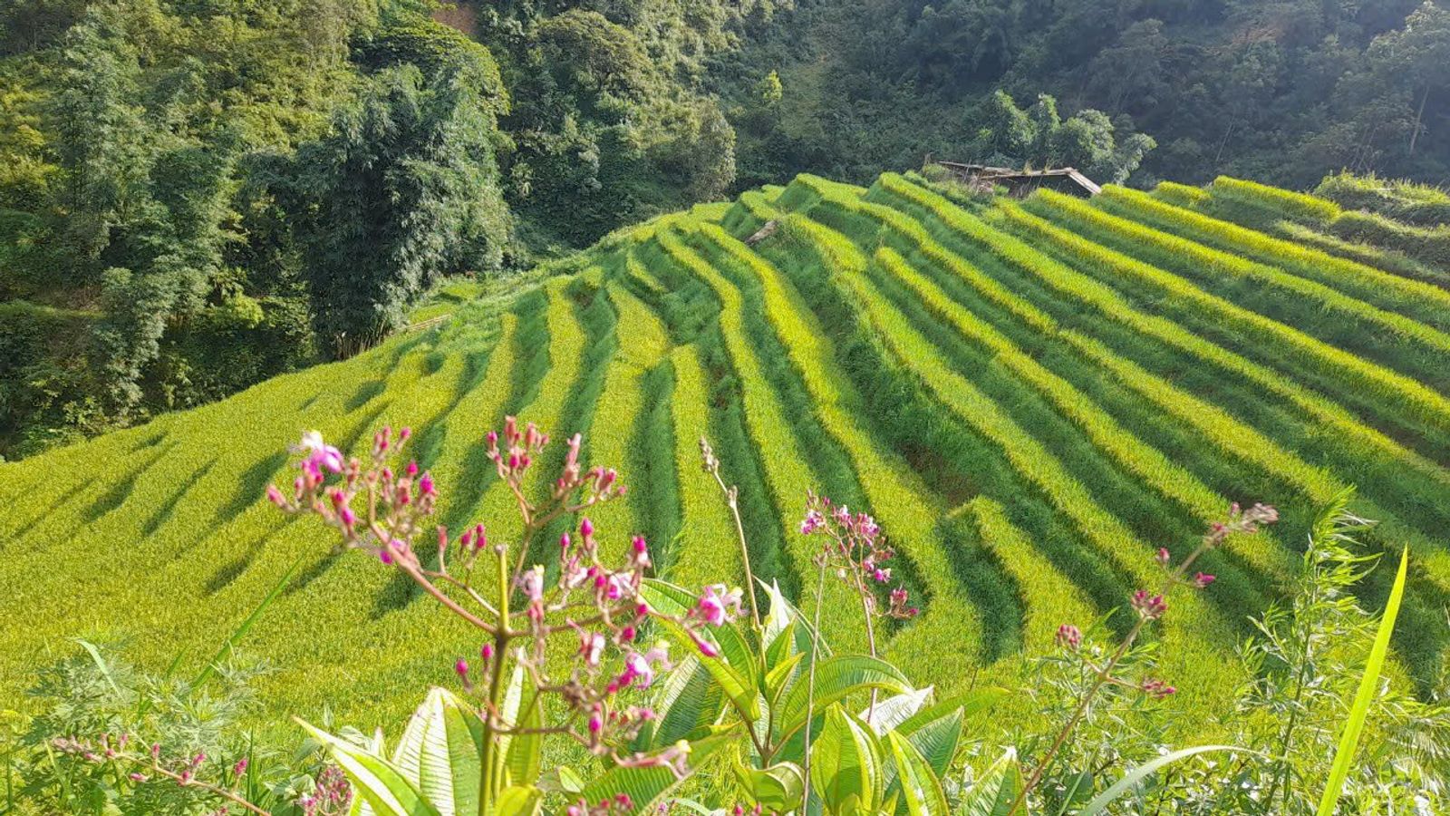 HANOI – SAPA – CATCAT – FANSIPAN – MOANA CHECKIN POINT – HANOI (3 DAYS - 2 NIGHTS) - Image - 13944