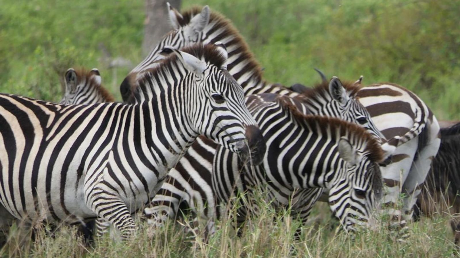 5 DAYS SERENGETI GREAT MIGRATION - Image - 7558