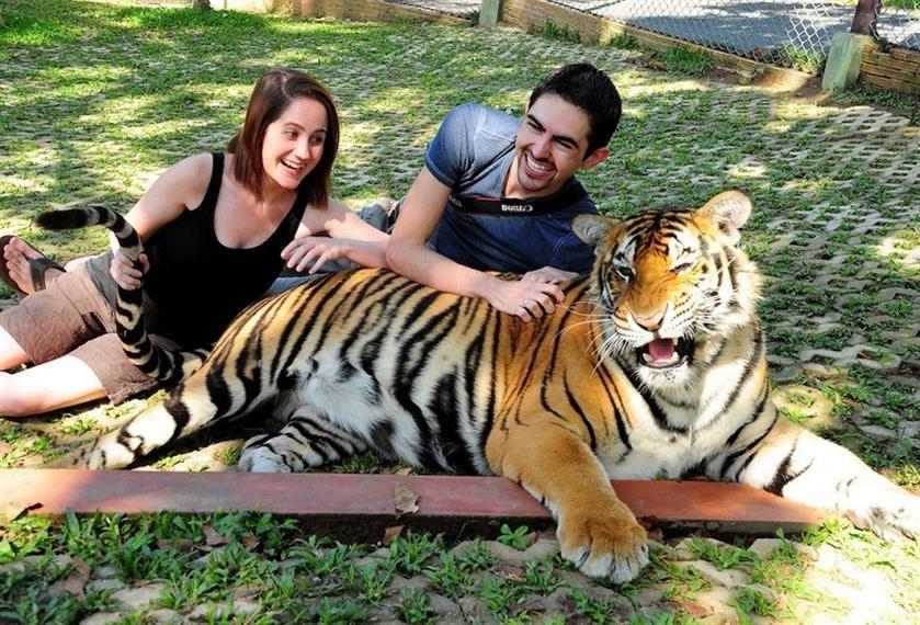 Tiger Kingdom Phuket - Medium Tiger - Image - 1938