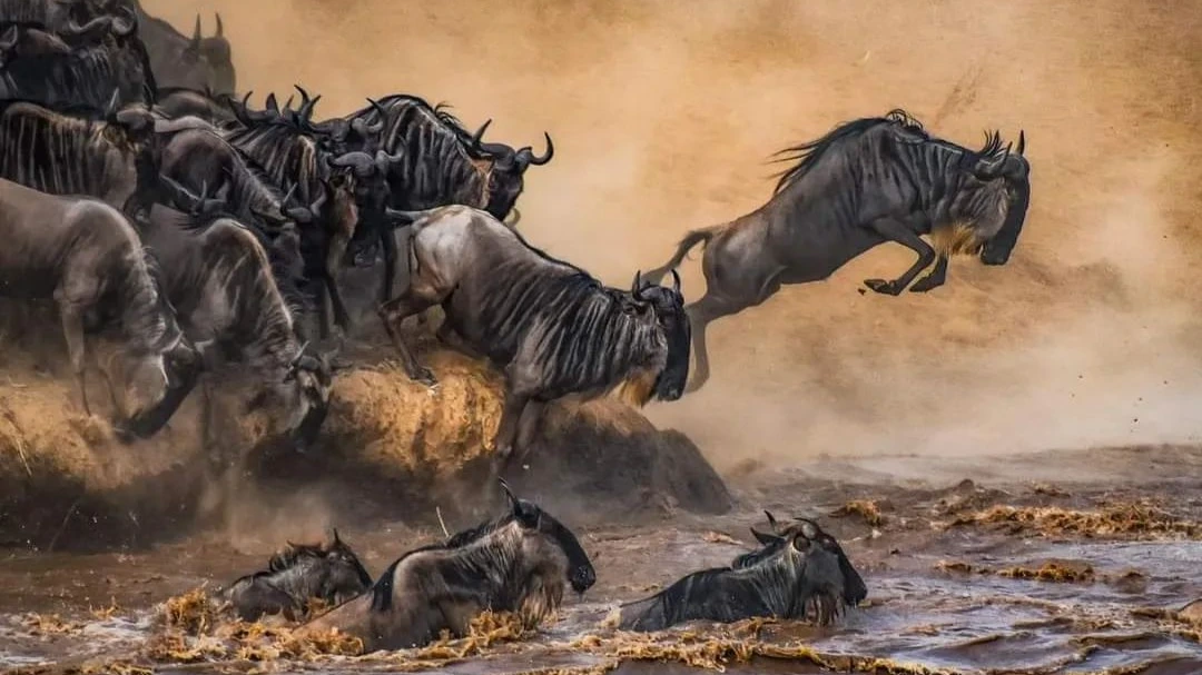6 Days / 5 Nights Maasai Mara, Lake Naivasha, Amboseli & Tsavo West Safari - Image - 14576
