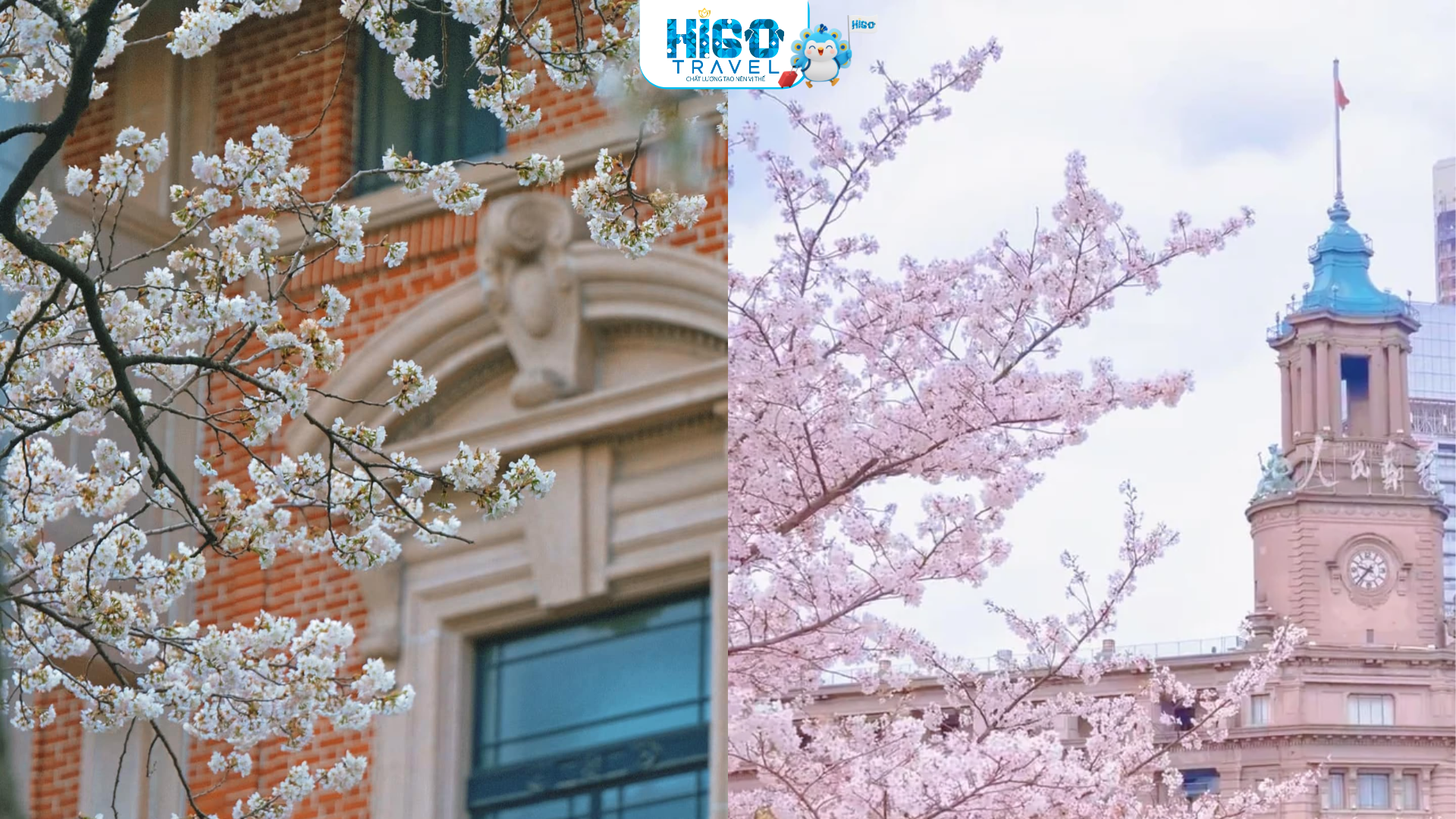 THƯỢNG HẢI – TÔ CHÂU - HÀNG CHÂU - Ô TRẤN HOA ANH ĐÀO (OPTION DISNEYLAND) CÓ SHOPPING - Image - 10111