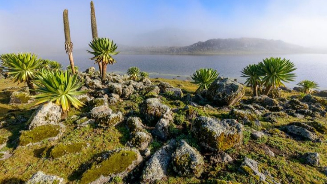 6-Day Bale Mountains & Awash Park Safari - Image - 13484
