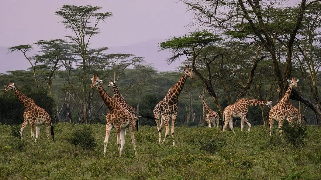 Day Tour To Giraffe Center and Elephant Orphanage Project - Image - 10769