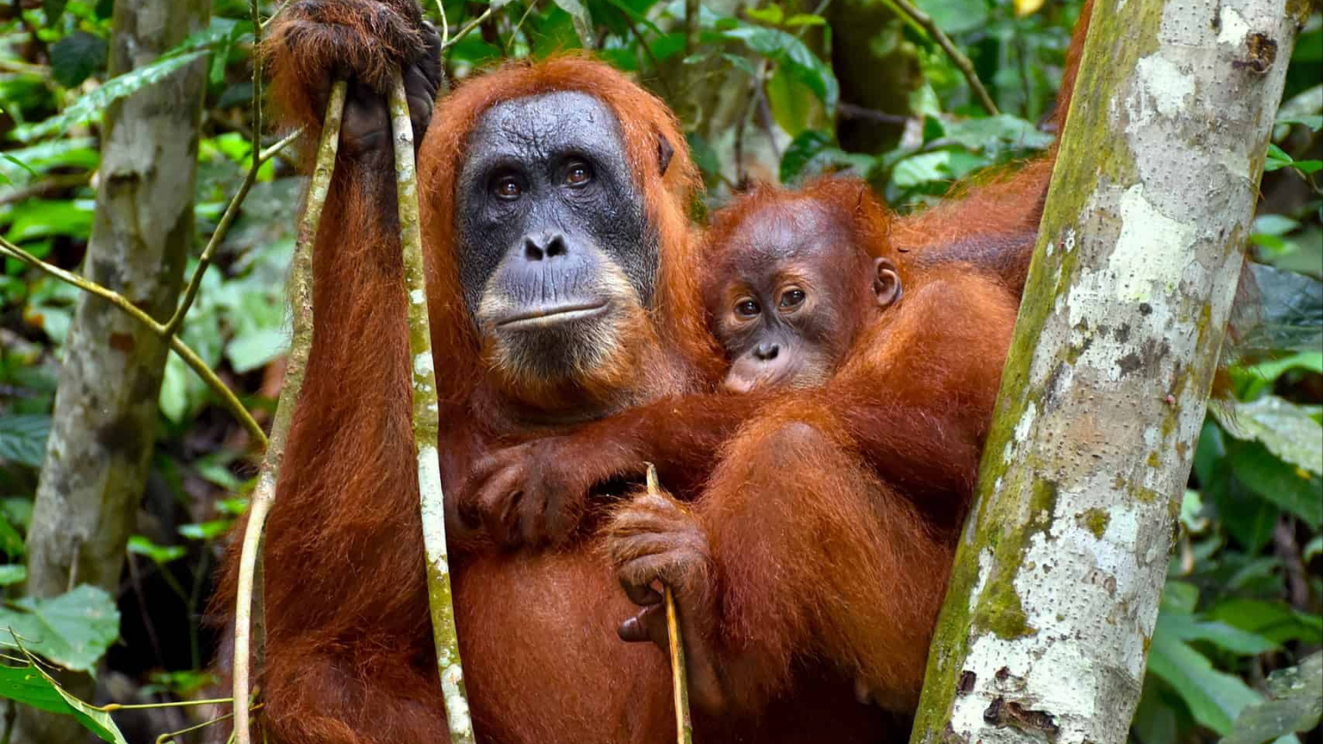 3D2N BUKIT LAWANG - Image - 10342