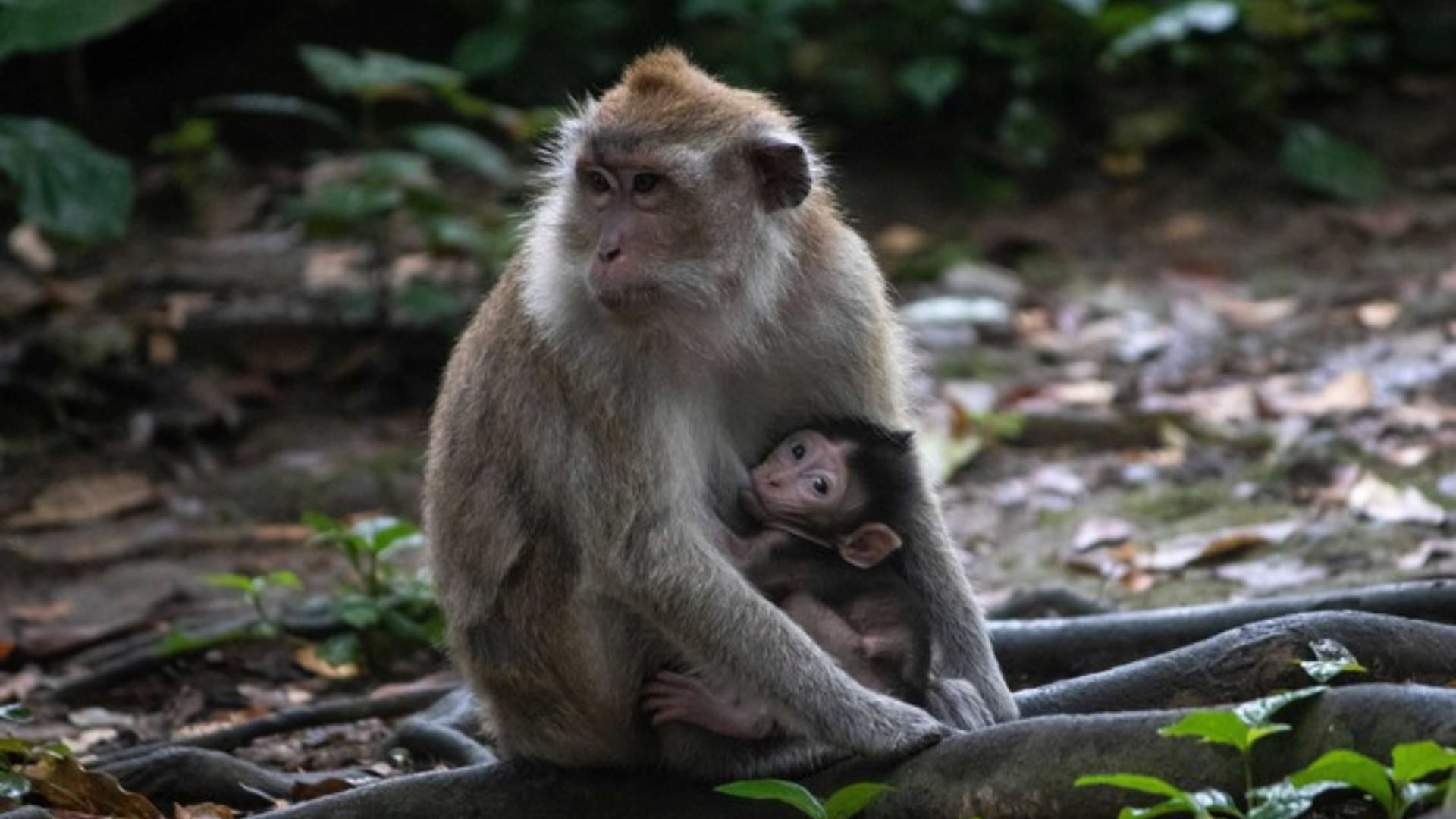 3D2N BUKIT LAWANG - Image - 10358