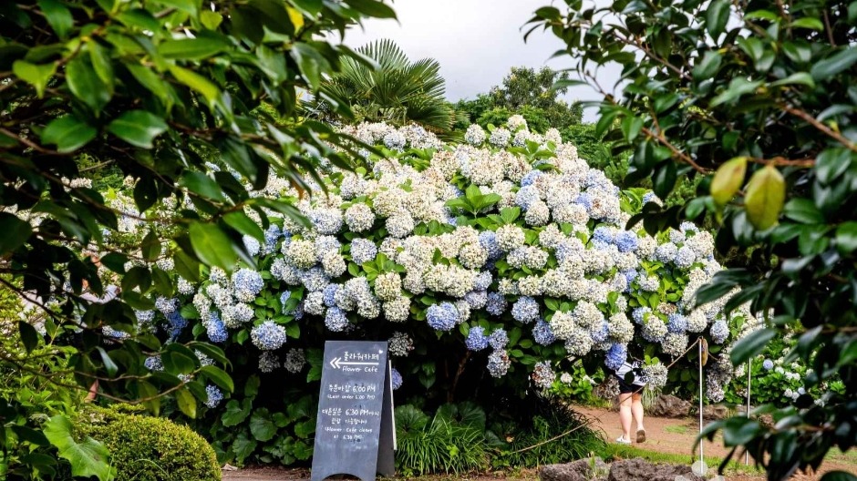 Busan - Jeju 6N5Đ: Thiên Đường Biển Đảo – Hawaii xứ Hàn - Image - 13422