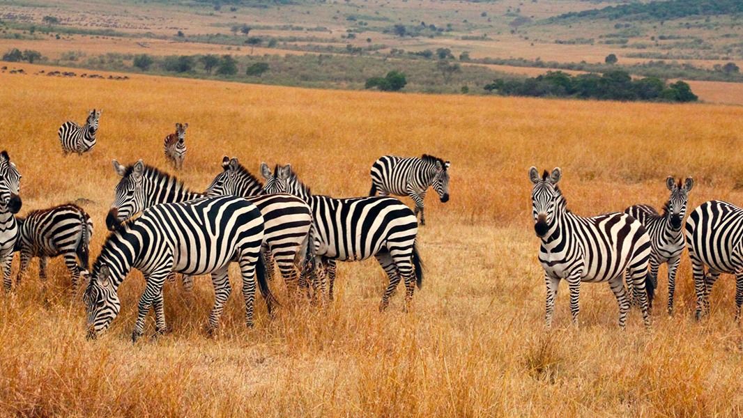 9 Days Tanzania Safari and Zanzibar Beach Escape - Image - 9546
