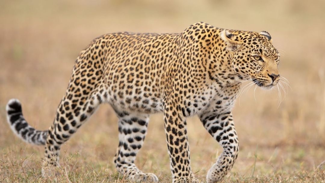 10 Days Kenya Safari in the South & Coast Escape - Image - 15076