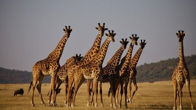 4 Days / 3 Nights Lake Nakuru and Maasai Mara Safari - Image - 13753