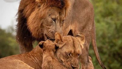 3 Days / 2 Nights Maasai Mara National Reserve Safari - Image - 14397