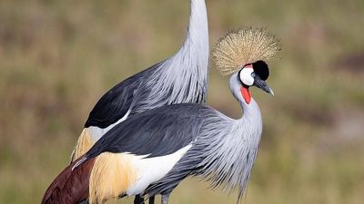 5 Days / 4 Nights Lake Nakuru, Naivasha & Maasai Mara - Image - 14054