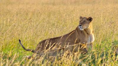 5-Day Upper Mid-Range Best of Tanzania Safari - Image - 20447