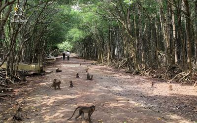 Can Gio – Monkey Island Full Day - Image - 17729
