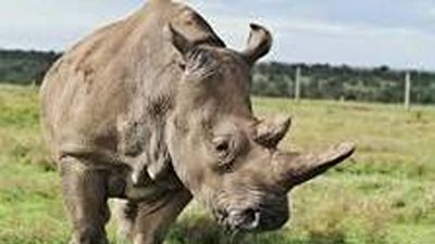 Kenya Photographic Safari Itinerary for the Great Migration: Tsavo to Maasai Mara River Crossings (Peak Season Guide) - Image - 20739