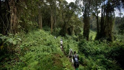 Ultimate Bwindi Impenetrable Gorilla trekking Safari - Image - 13478