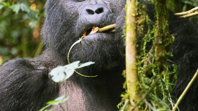 3Day Gorilla Trekking Safari – Midrange - Image - 13504