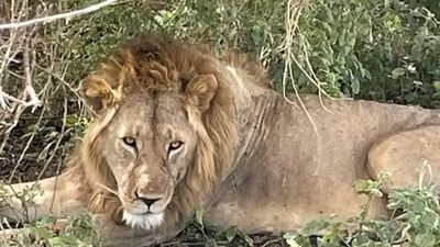 4 Days Unforgettable Tanzania Wildlife safari - Image - 20792