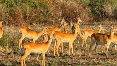 10 Day Uganda’s Best: Gorillas, Chimps, Big Game & Shoebill Safari - Image - 14429