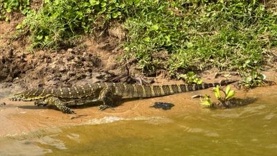 6Day Uganda Gorilla trekking ,Wildlife Safari - Image - 13595