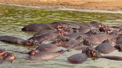 6Day Uganda Gorilla trekking ,Wildlife Safari - Image - 13598