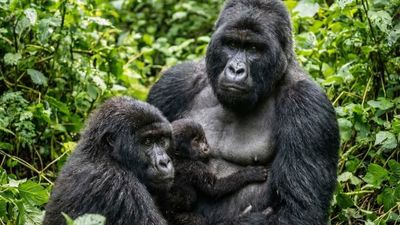 Ultimate Bwindi Impenetrable Gorilla trekking Safari - Image - 13479
