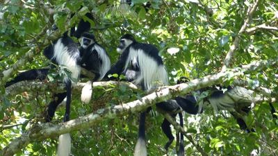 10 Day Uganda’s Best: Gorillas, Chimps, Big Game & Shoebill Safari - Image - 14433