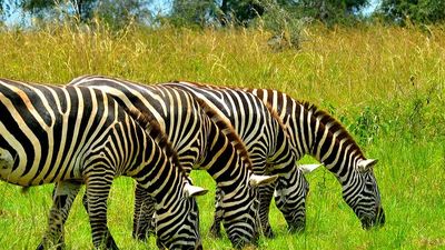 3-Day Lake Mburo Safari - Image - 13648
