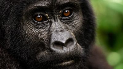 5 Day Exclusive Uganda Gorilla & Chimpanzee Experience - Image - 14446