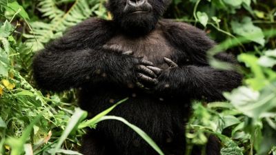 6Day Uganda Gorilla trekking ,Wildlife Safari - Image - 13596