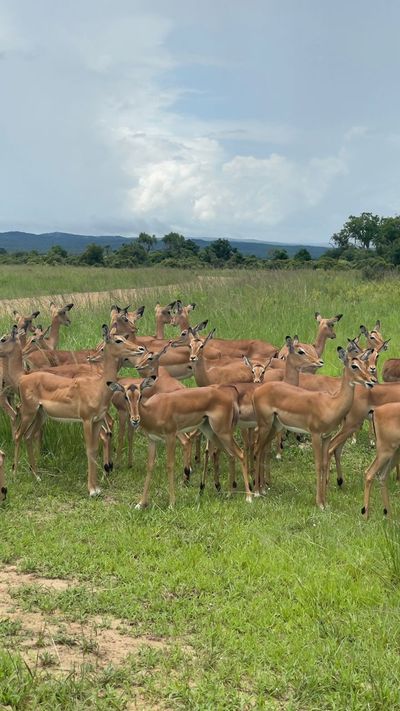Wild Safari Zanzibar Escape - Image - 12958