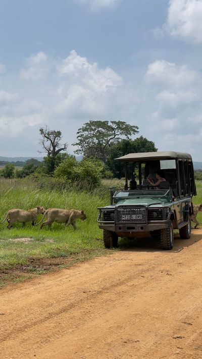 Wild Safari Zanzibar Escape - Image - 12964