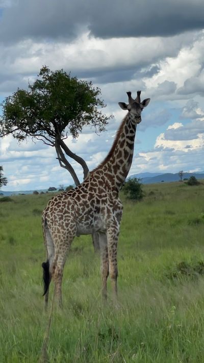 Wild Safari Zanzibar Escape - Image - 12957