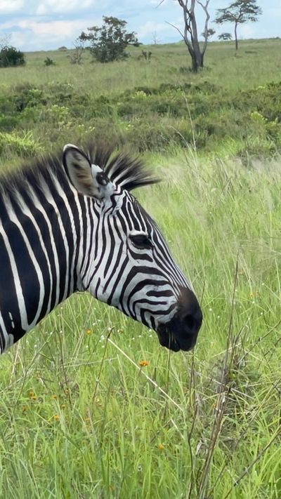 Wild Safari Zanzibar Escape - Image - 12956