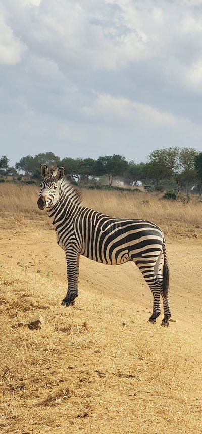 Wild Safari Zanzibar Escape - Image - 12963