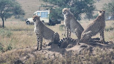 6 Days Tanzania Wildlife safari - Image - 20772