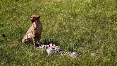 8-Day Mid-Range Serengeti Migration Safari - Image - 20346