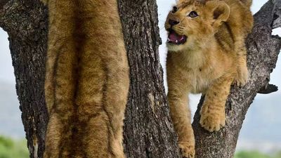8-Day Mid-Range Serengeti Migration Safari - Image - 20344