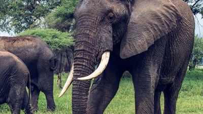 TAE Tanzania Northern Safari Adventure – 7 - Image - 18874