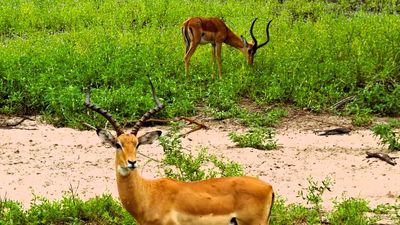 TAE Tanzania Northern Safari Adventure – 7 - Image - 18877