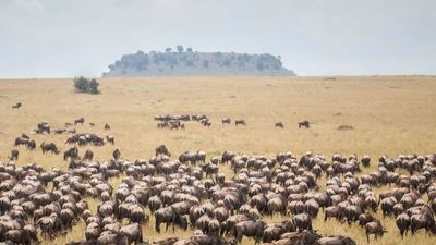 3 Days / 2 Nights Maasai Mara National Reserve Safari - Image - 14399