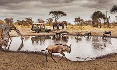 4 DAYS SERENGETI WILDERNESS ADVENTURE - Image - 2934