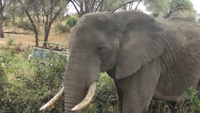 9 Days Grand Kenya Safari: From Northern Wilderness to Amboseli Plains - Image - 13135