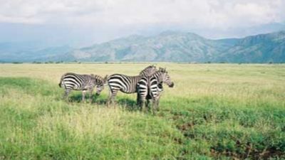 5-Day Wildlife And Nature Safari Experience - Image - 13515