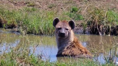 3 Days Masai Mara Safari – Private Midrange Adventure - Image - 12979