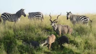 5-Day Wildlife And Nature Safari Experience - Image - 13517