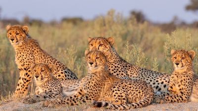 4 Days / 3 Nights Lake Naivasha & Maasai Mara Safari - Image - 13750