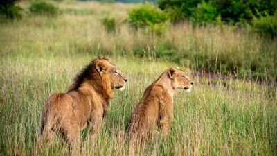 3-Day Mikumi Fly-In Safari Escape – Wildlife Adventure from Zanzibar - Image - 18299