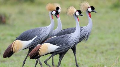 10 Days Kenya Safari in the South & Coast Escape - Image - 15079