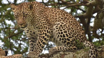 8-Day Tanzania Family & Friends Safari Adventure - Image - 18013